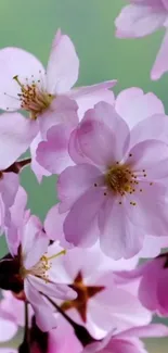 Pink cherry blossoms with green backdrop.