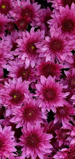 Vibrant pink chrysanthemum flower wallpaper.