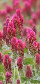 Pink clover flowers in a lush green field, vibrant and lively.