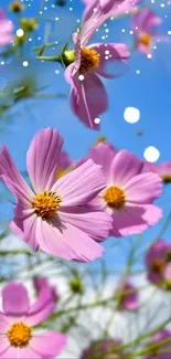 Pink cosmos flowers against a vibrant blue sky with white bokeh dots.