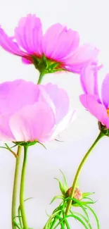 Pink cosmos flowers against white background.