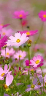 Pink cosmos flowers blooming in a vibrant garden scene.