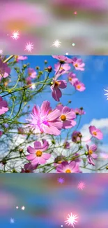 Pink cosmos flowers with bright blue sky in the background, sparkling effect added.