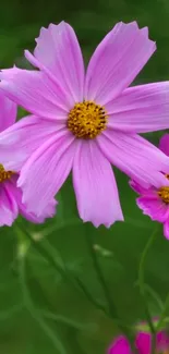 Pink cosmos flowers blooming in a lush green garden.