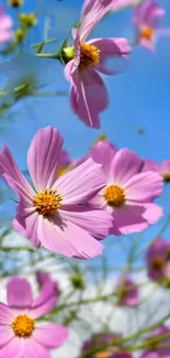 Vibrant pink cosmos flowers under a clear blue sky.