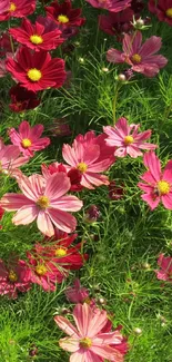 Vibrant pink Cosmos flowers with lush green foliage.