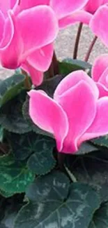 Vibrant pink cyclamen flowers with green leaves.