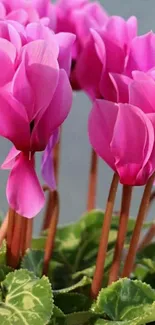 Pink cyclamen flowers with green leaves against a subtle background.