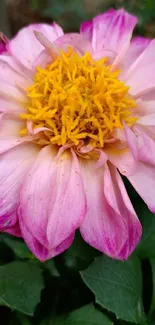 Close-up of a vibrant pink dahlia with vivid yellow center.