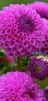 Pink dahlia blossoms in a vibrant garden setting.