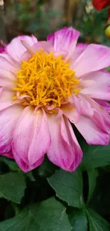 Vibrant pink dahlia with a yellow center and green leaves.