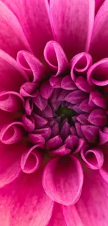 Close-up of a vibrant pink dahlia flower displaying intricate petal details.