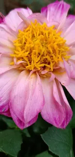 Close-up of pink dahlia with yellow center against green leaves.