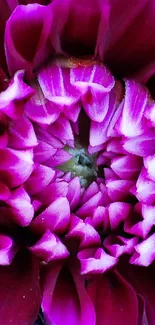 Close-up view of a vibrant pink dahlia with detailed petals.