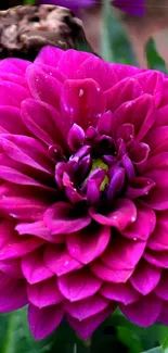 Bright pink dahlia flower with lush petals as phone wallpaper.