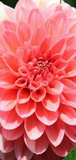 Close-up of a vibrant pink dahlia flower in full bloom.