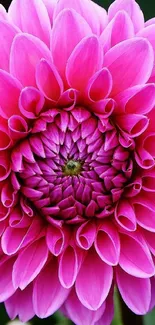 Close-up of a vibrant pink dahlia flower in full bloom for mobile wallpaper.