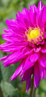 Vibrant pink dahlia flower with lush green background.