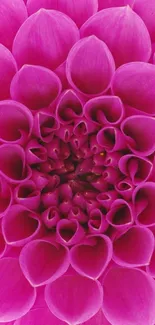 Close-up of a vibrant pink dahlia with detailed petals.