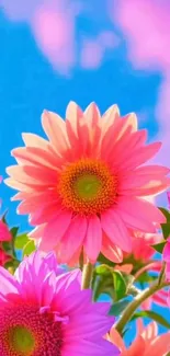 Vibrant daisies with a bright blue sky background.