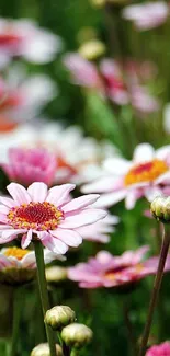 Vibrant pink daisy flowers blooming in a serene natural setting, perfect for mobile wallpaper.