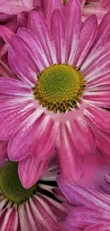 Close-up of vibrant pink daisies with lush green centers for a floral mobile wallpaper.