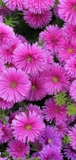 Vibrant pink daisy flowers forming a lively mobile wallpaper.