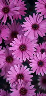 Close-up of vibrant pink daisies in bloom.