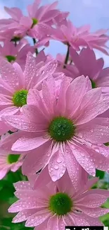 Close-up of pink daisies with dew on petals and blue sky background.