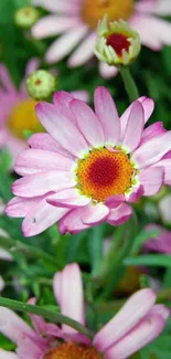 Mobile wallpaper of vibrant pink daisies with lush green leaves.