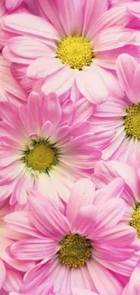 Vibrant pink daisies with lush petals creating a soothing floral mobile wallpaper.