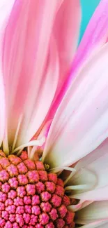 Close-up of vibrant pink daisy petals with intricate details.