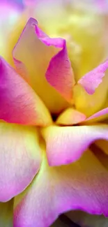 Close-up of a vibrant pink-edged rose blossom with detailed petals.