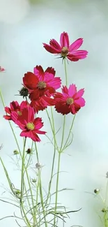 Vibrant pink cosmos flowers on a soft background.