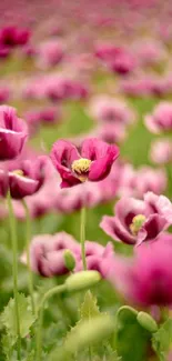 Vibrant pink flowers blooming in a lush green field, creating a colorful nature display.