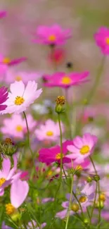 Vibrant pink cosmos flowers blooming in a lush, green meadow.