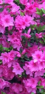 Vibrant pink azaleas and green leaves wallpaper for mobile.