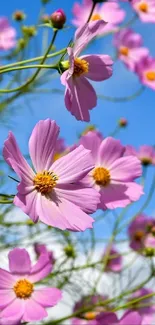 Pink cosmos flowers against blue sky background.