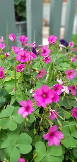 Vibrant pink flowers with green leaves in a garden setting.