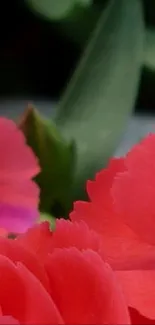 Close-up of vibrant pink flower petals with green leaves.