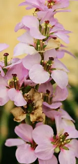 Vibrant pink flowers with a serene background.