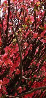 Vibrant pink flowers with branches showcasing natural beauty.