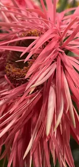 Close-up of a vibrant pink flower with intricate petal details.