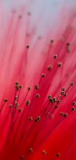 Close-up view of vibrant pink flower macro with delicate detailed petals.