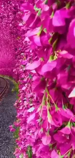 Pink floral path with rail track, vibrant blooms