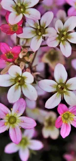 Vibrant pink flower petals in full bloom on a mobile wallpaper background.