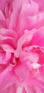 Close-up of vibrant pink flower petals for an elegant phone wallpaper.