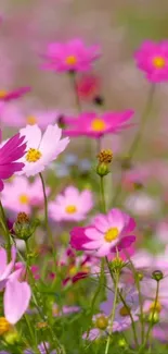 Blooming pink flowers in a lush meadow, perfect for mobile wallpaper.