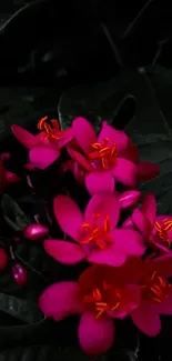 Vibrant pink flowers with dark leafy background.