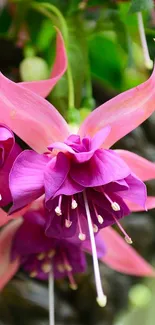 Close-up of vibrant pink fuchsia flowers with lush green leaves.